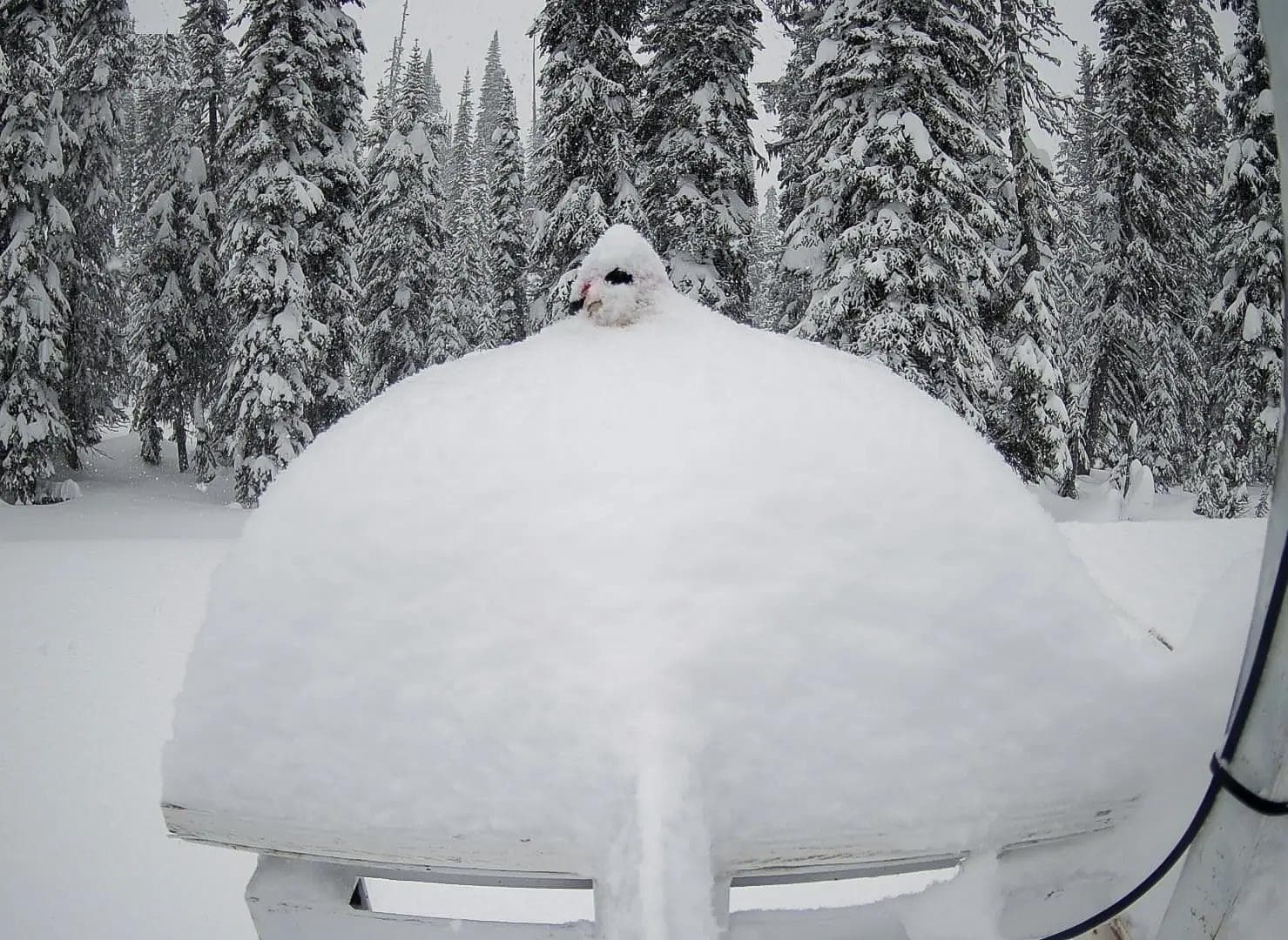 The Revelstoke snow cam