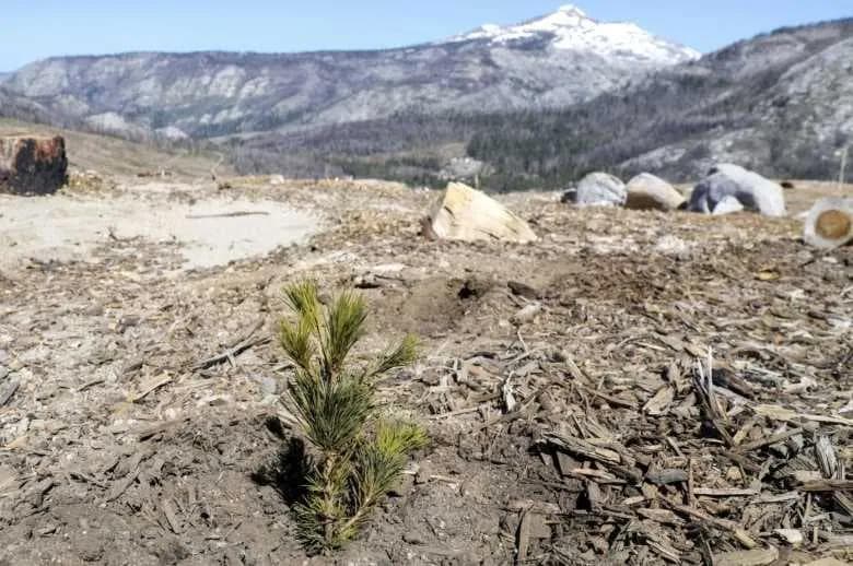 California Ski Area Begins Work On Planting New Tree-Skiing Network - body image 2
