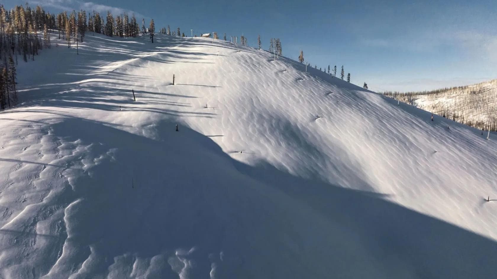 California Ski Area Begins Work On Planting New Tree-Skiing Network